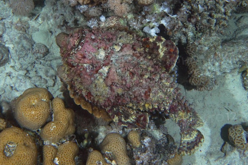 Reef stonefish