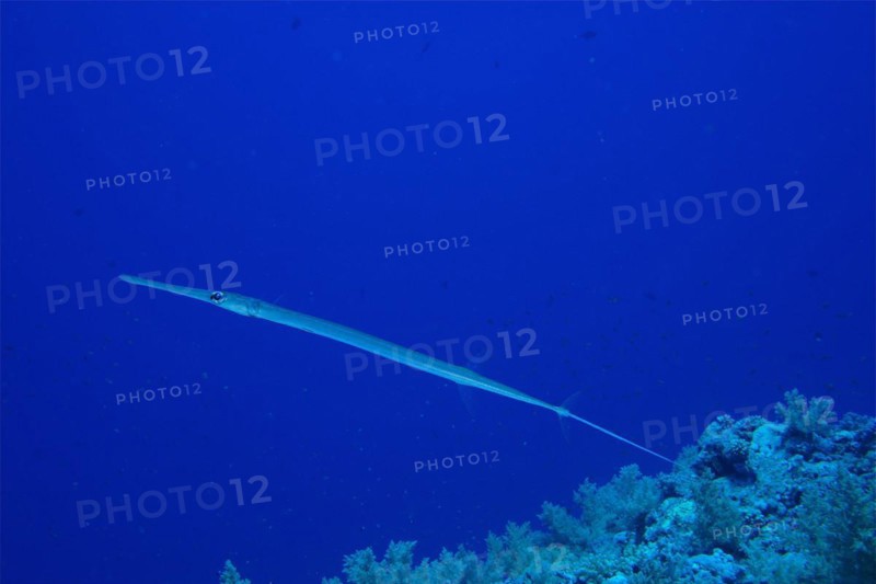 Bluespotted cornetfish
