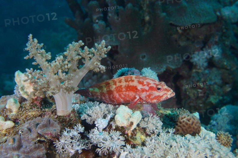 Jewel grouper
