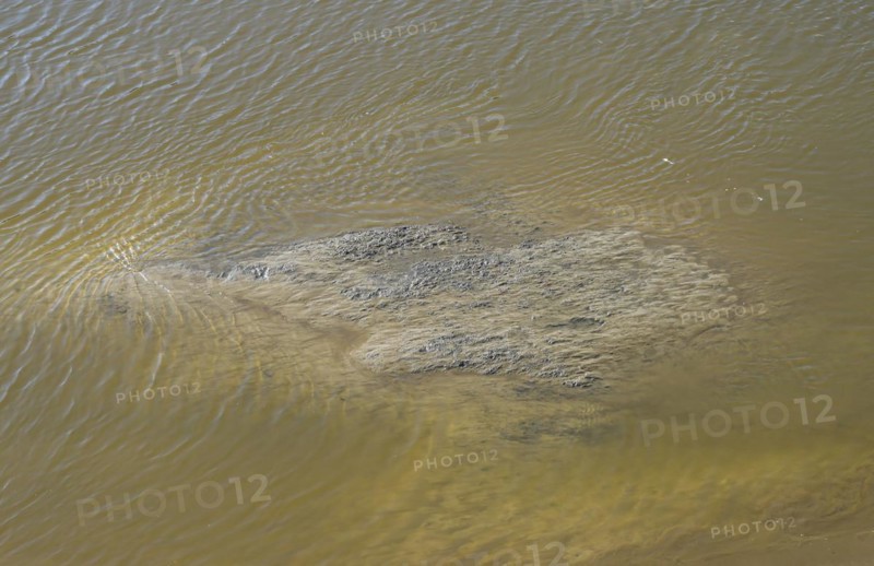 Mudflats