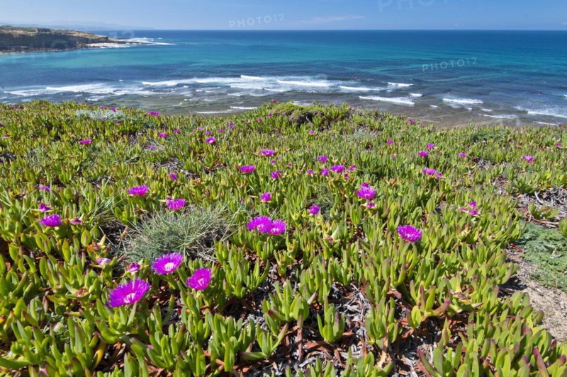 Hottentot Fig