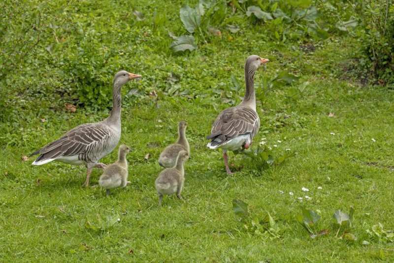 Greylag geese