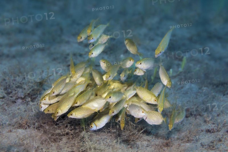 Shoal