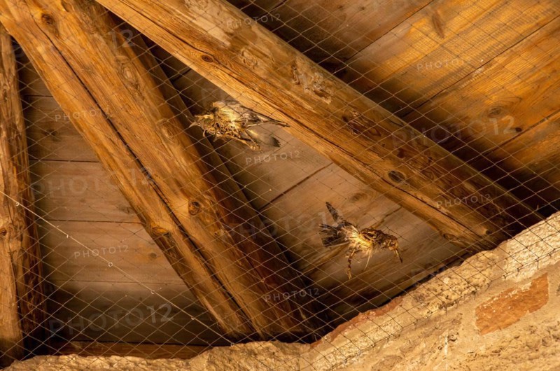 Birds got caught in the wire mesh on the ceiling of the west tower of the Romanesque monastery ruins of St. Wigbert near Bad Frankenhausen in Kyffhaeuserland and died there