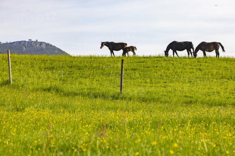 Horses in a paddock