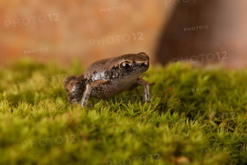 Dwarf Madagascar English frog