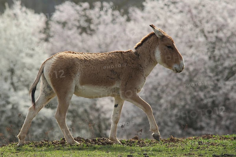 Kulan