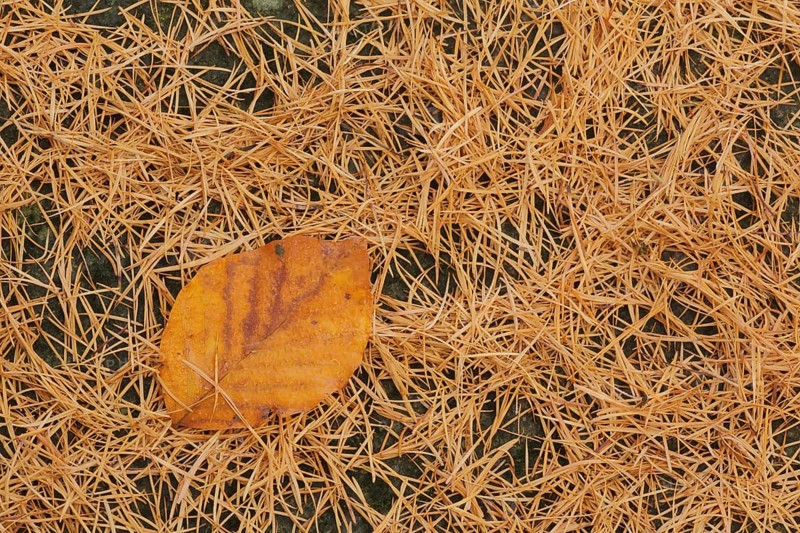 Leaf of copper beech with larch needles in autumn