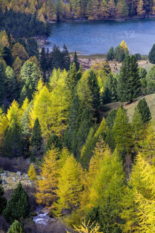 Yellow-coloured larches in autumn at Lake Palpuogna