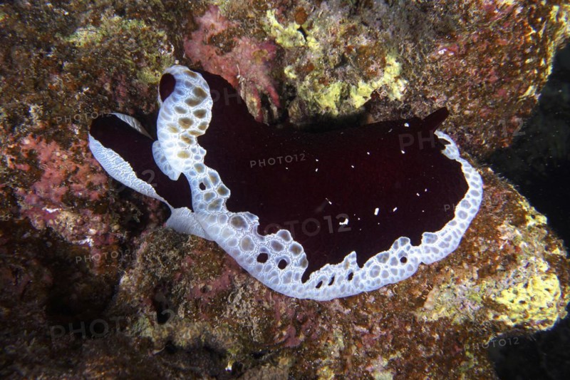 Large sofa cushion snail