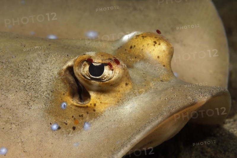 Bluespotted stingray