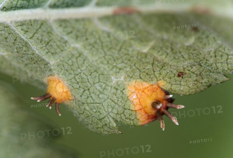 Rust fungus