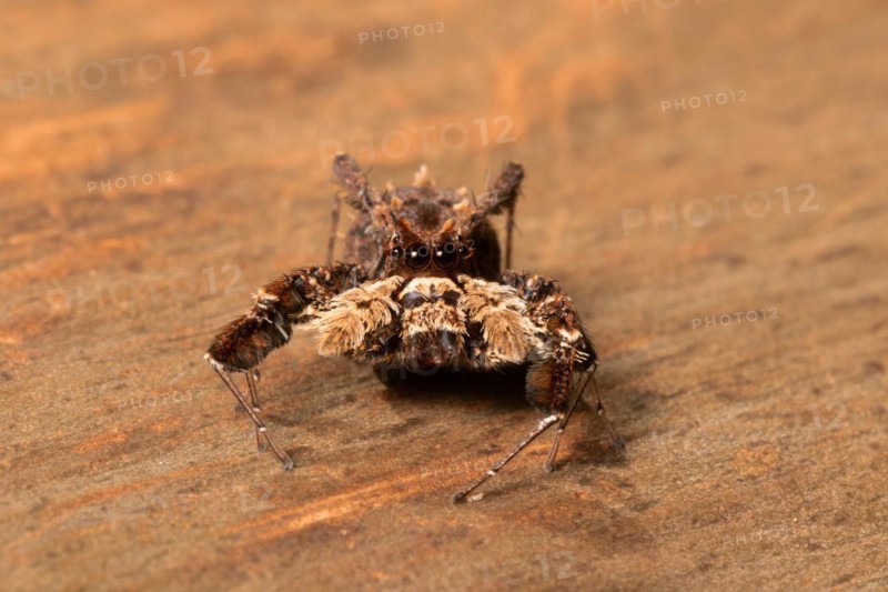 Jumping spider