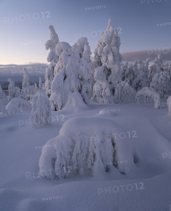 Dawn and snow-covered trees in Pyhae-Luosto National Park