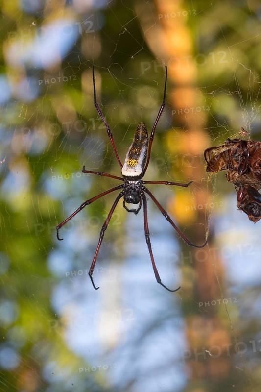 Female Madagascar silk spider