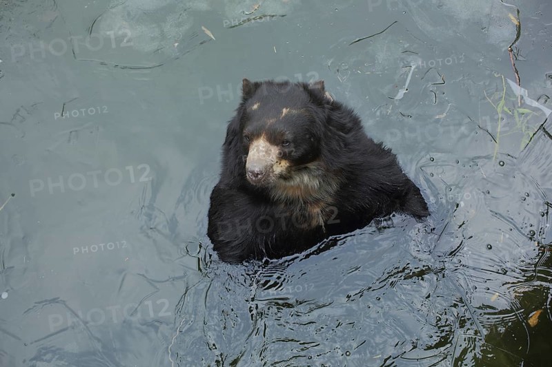 Spectacled bear