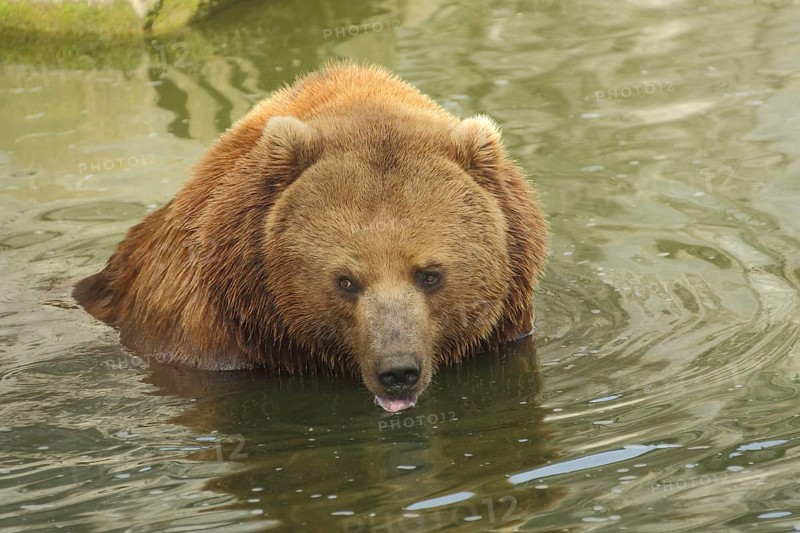 Kamchatka brown bear