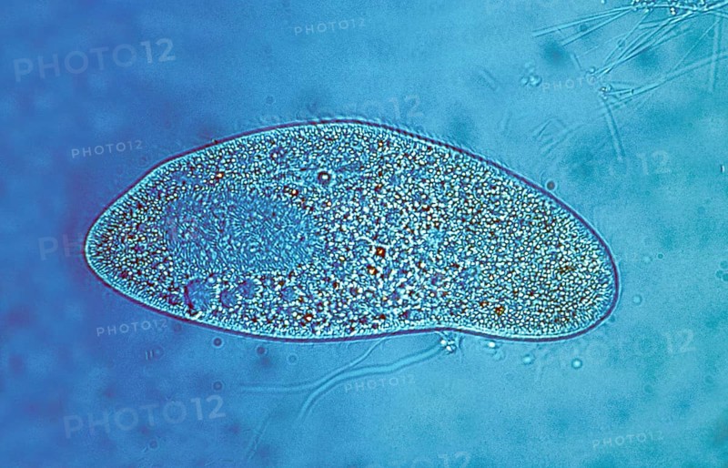 Paramecium at 250x