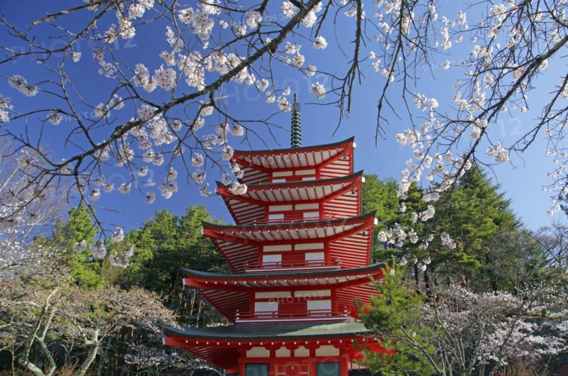 Chureito pagoda and cherry blossoms Fujiyoshida city Yamanashi Japan