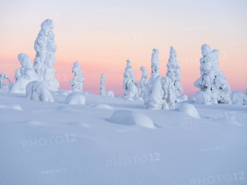 Dawn and snow-covered trees in Pyhae-Luosto National Park
