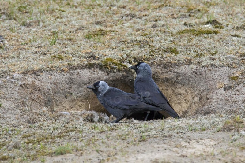 Western jackdaws