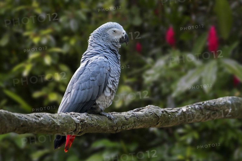 Congo grey parrot