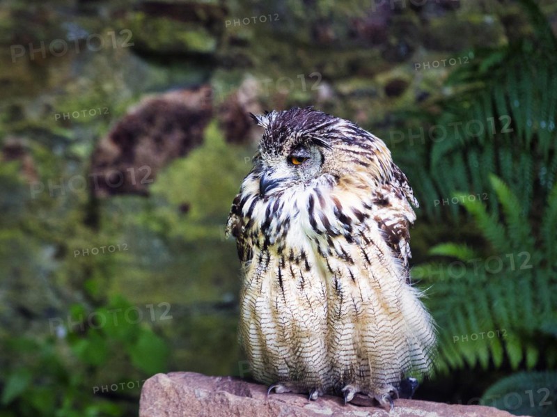 Indian eagle-owl