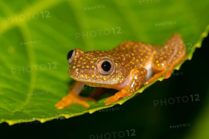 Yellow-spotted