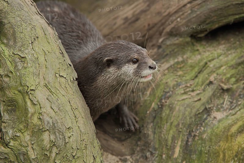 Dwarf otter