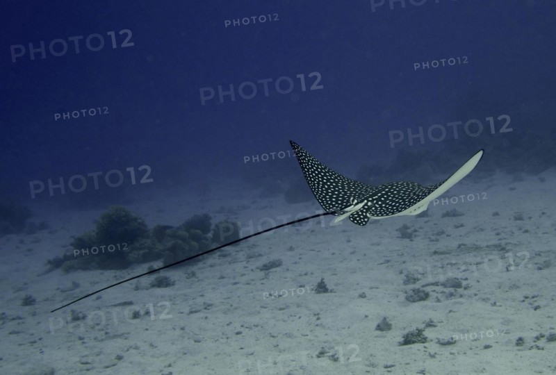 Spotted eagle ray