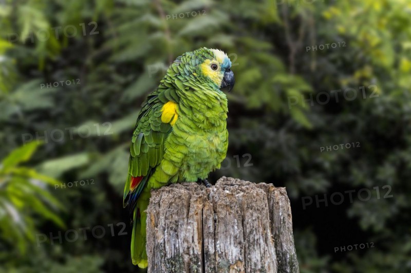 Turquoise-fronted amazon