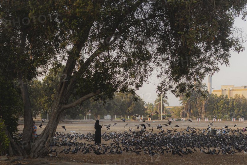 A woman wearing a niqab photographs pigeons