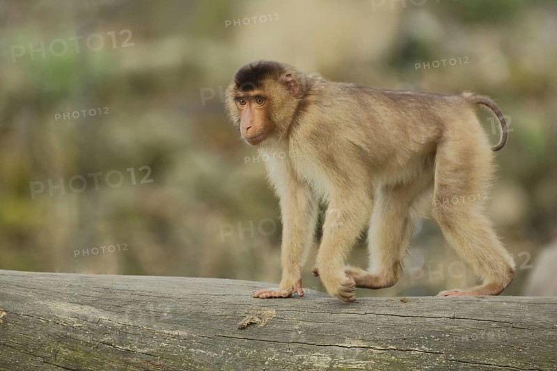 Porcupine monkey