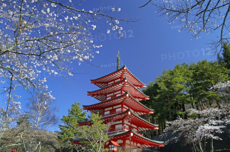 Chureito pagoda and cherry blossoms Fujiyoshida city Yamanashi Japan