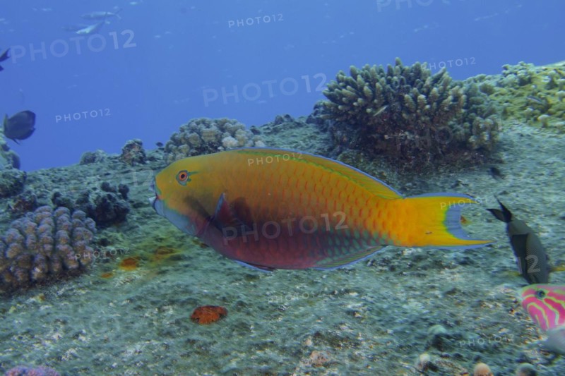 Female green-rumped parrotfish