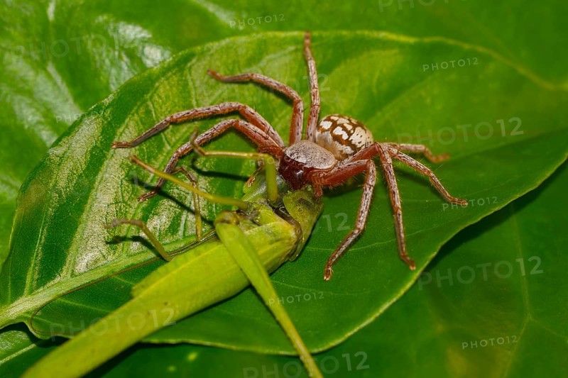 Spider eating grasshopper