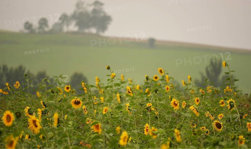 Sunflower field