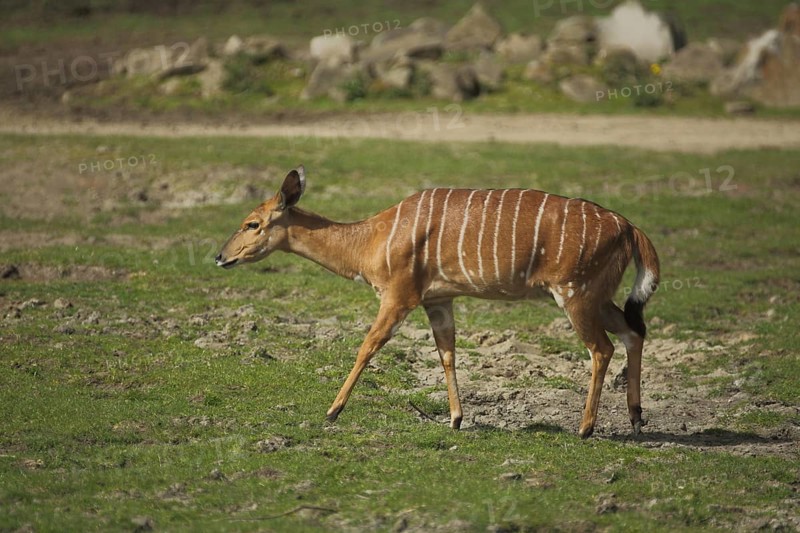 Nyala