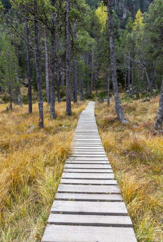 Yellow coloured larches in autumn at Lake Palpuogna