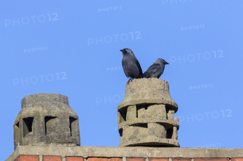 Western Jackdaws