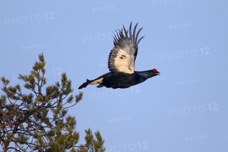 Black grouse