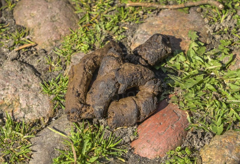 Dog excrement