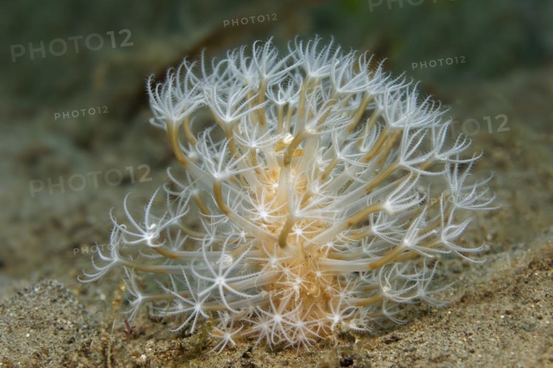 Sea Feather