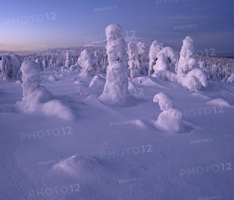 Dusk and snow-covered trees in Pyhae-Luosto National Park