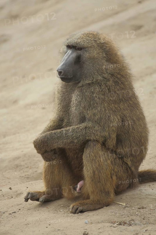 Anubis baboon