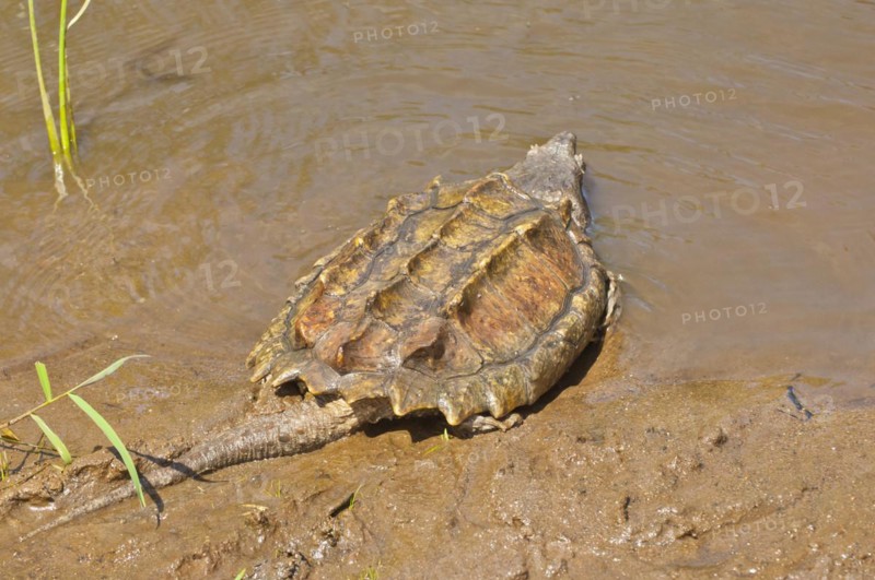 Alligator snapping turtle