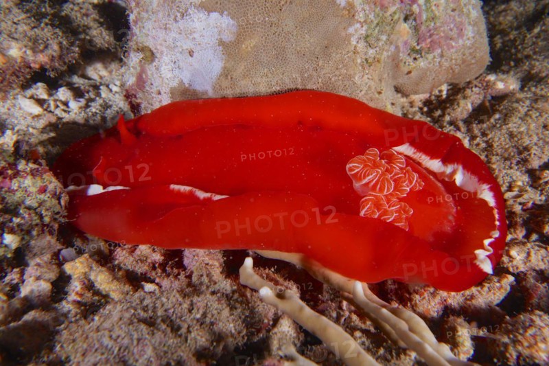 Spanish dancer
