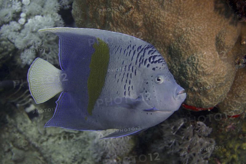Halfmoon angelfish