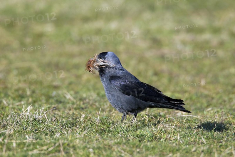 European jackdaw
