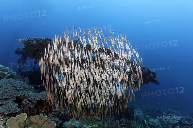 Shoal of snipe knifefish